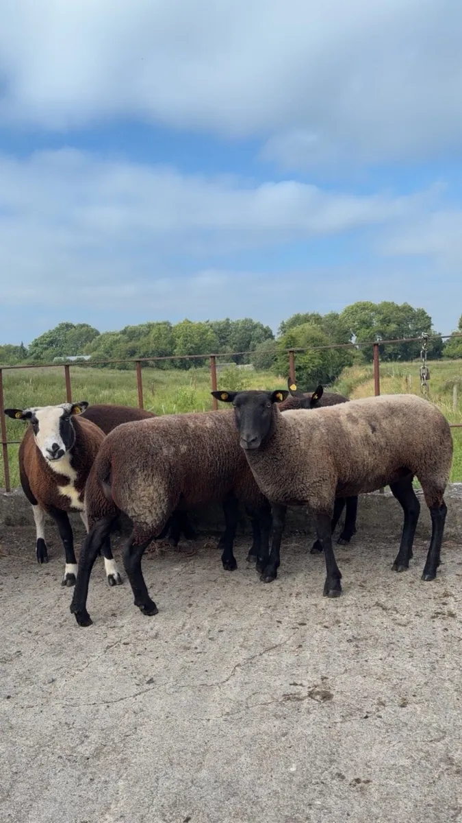 Dutch spotted Ewe Hoggets - Image 2