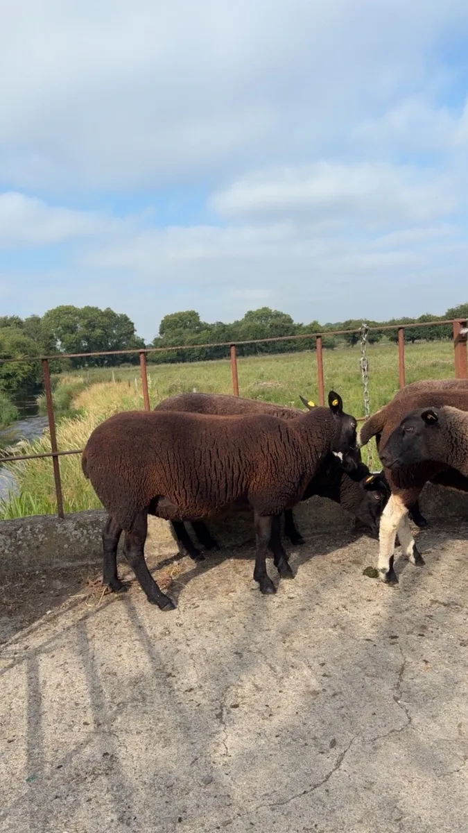 Dutch spotted Ewe Hoggets - Image 3