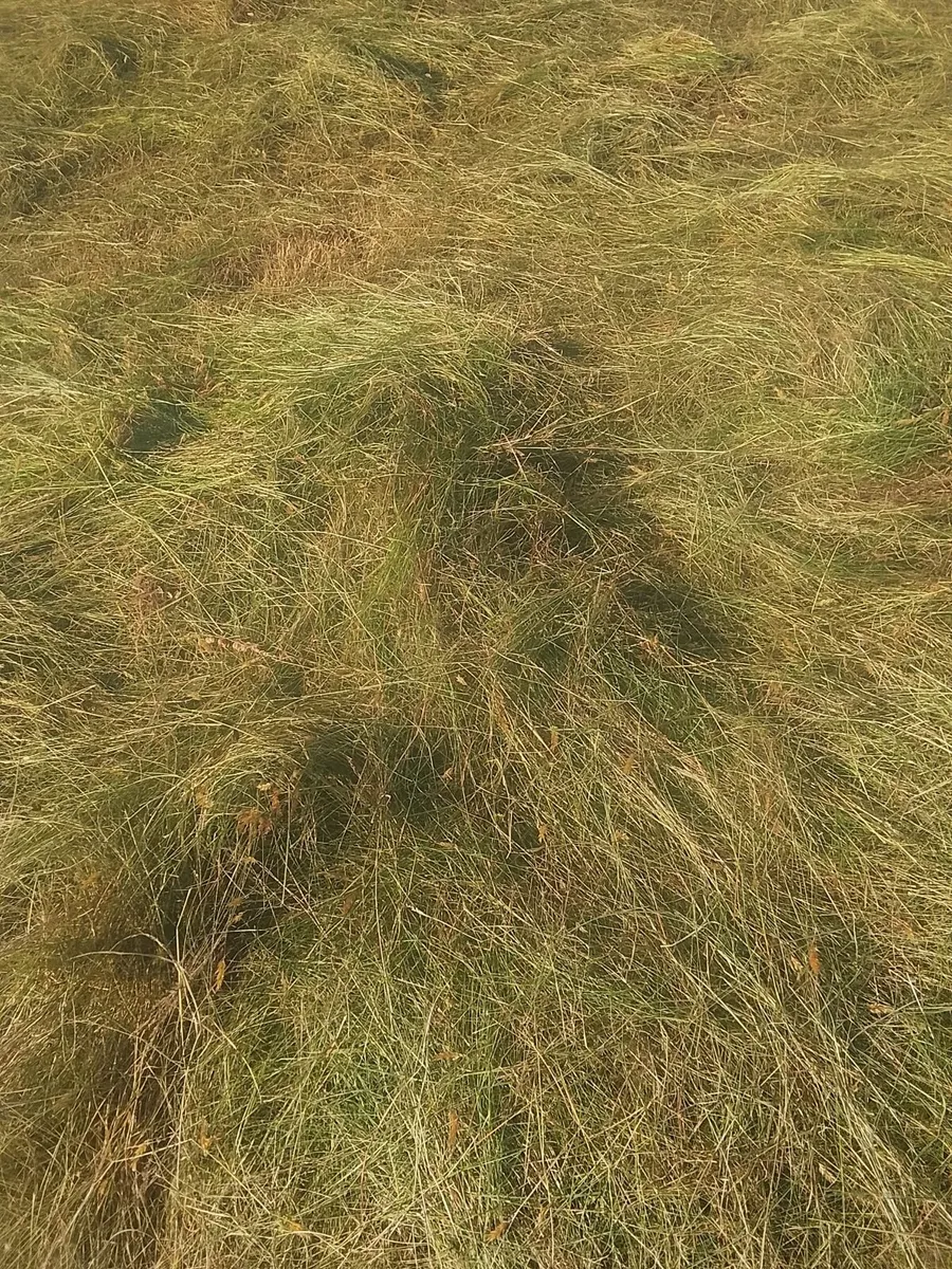 Square bales - Image 1