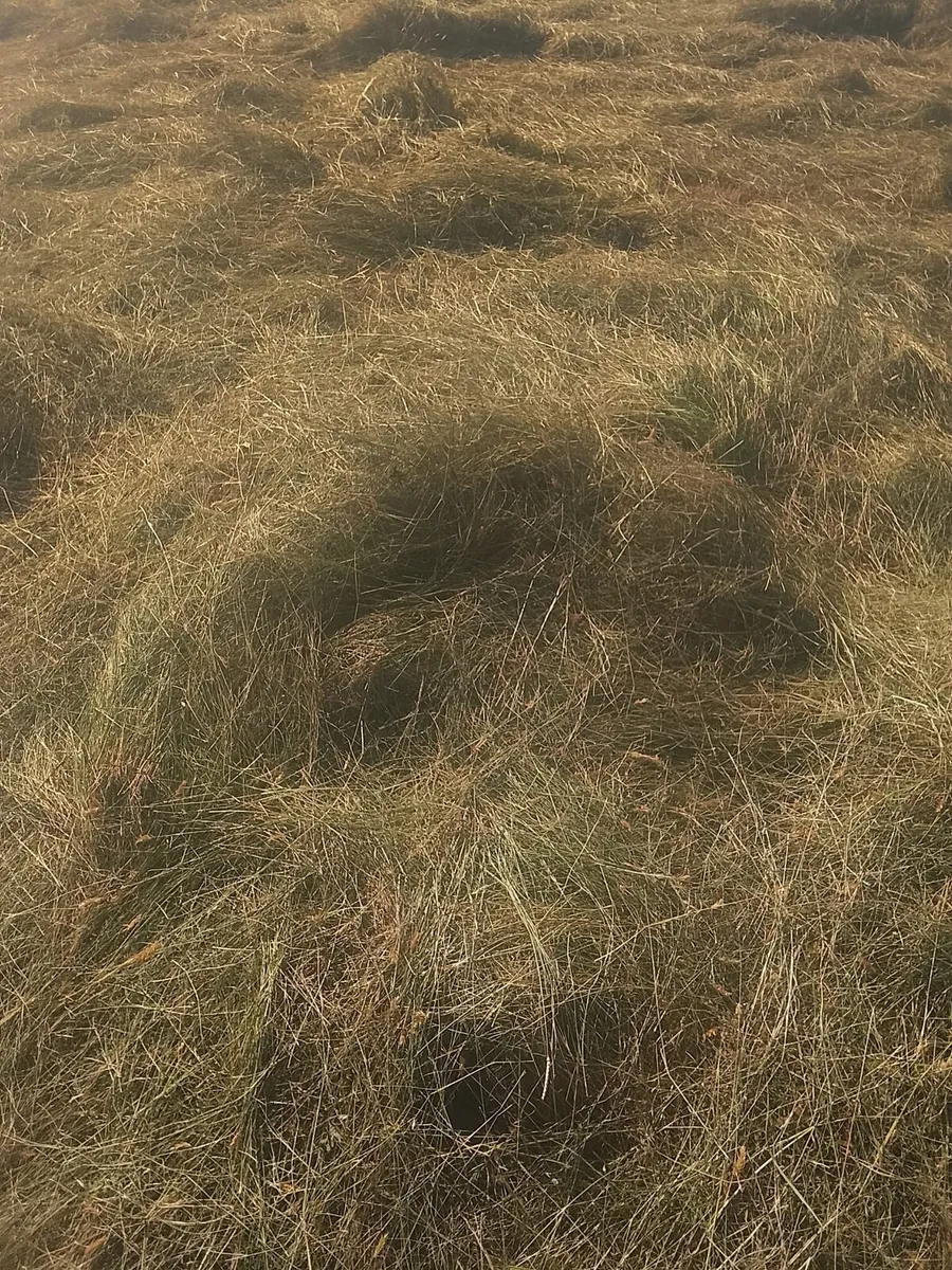 Square bales - Image 2