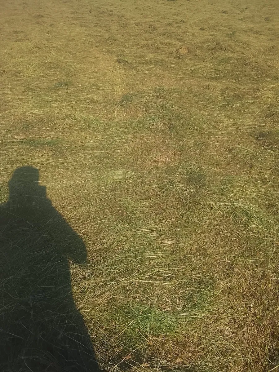 Square bales - Image 3