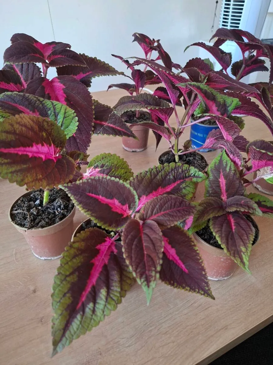 Coleus House Plant - Image 3
