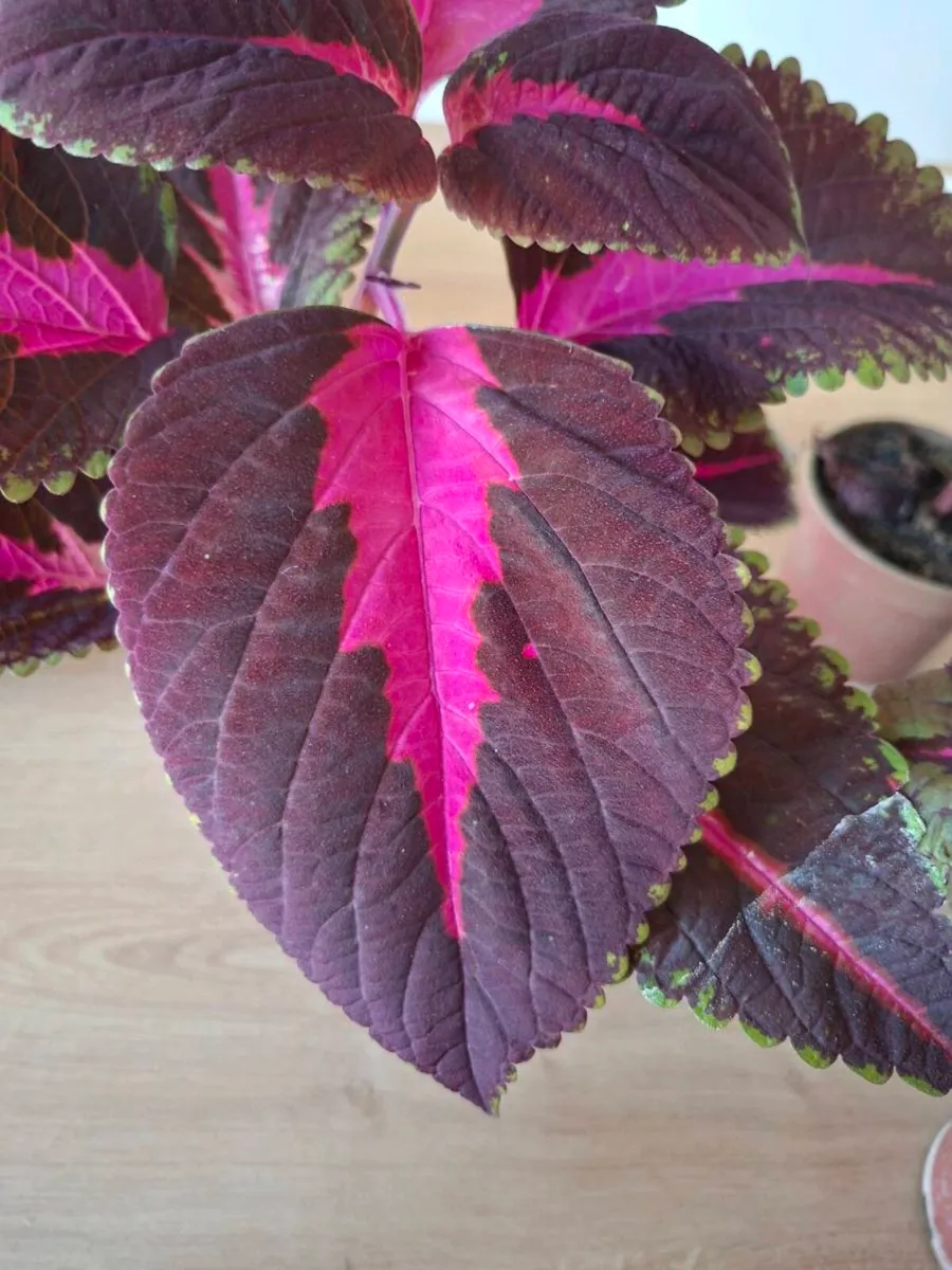Coleus House Plant - Image 4