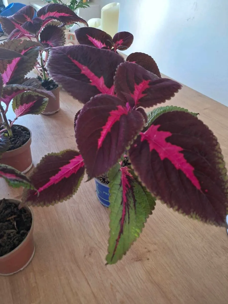 Coleus House Plant - Image 1