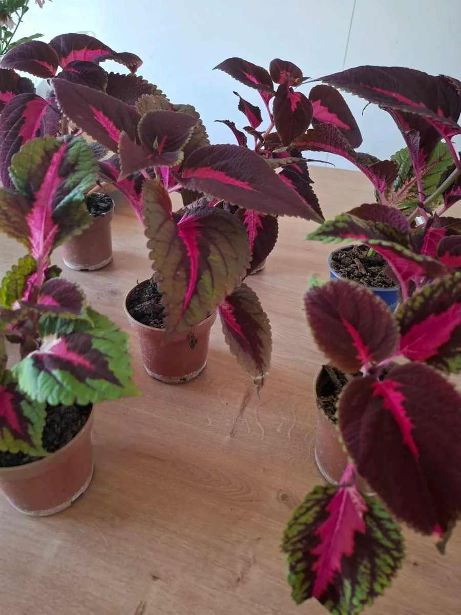 Coleus House Plant - Image 2