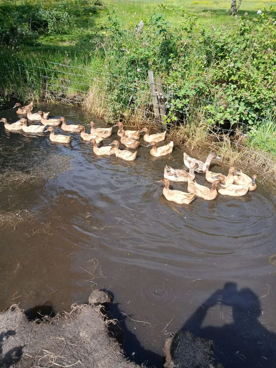 Ducks - Image 1