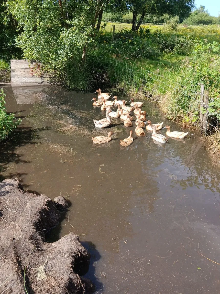 Ducks - Image 2