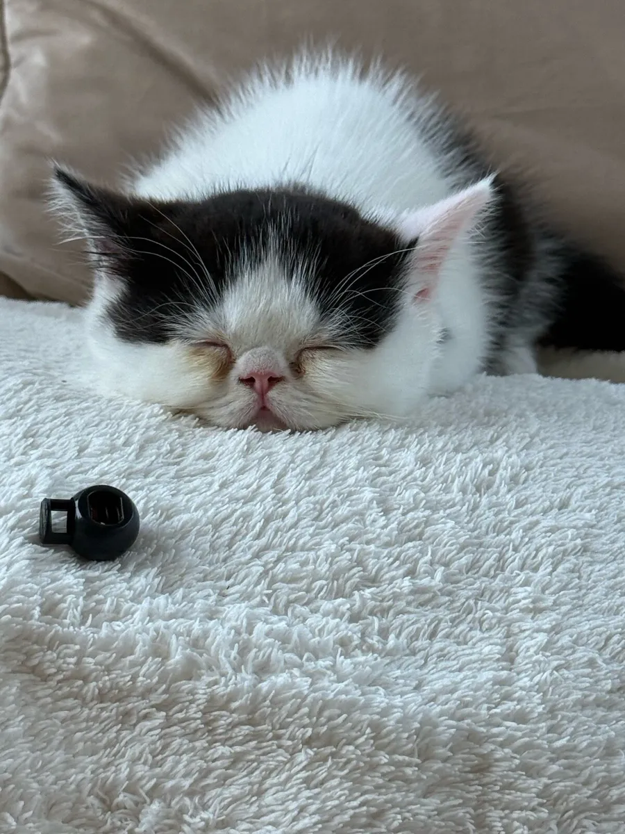 Persian Kittens - Image 3