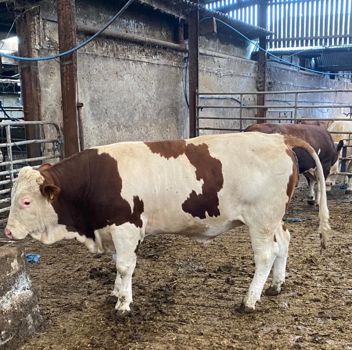 Fleckvieh Bull