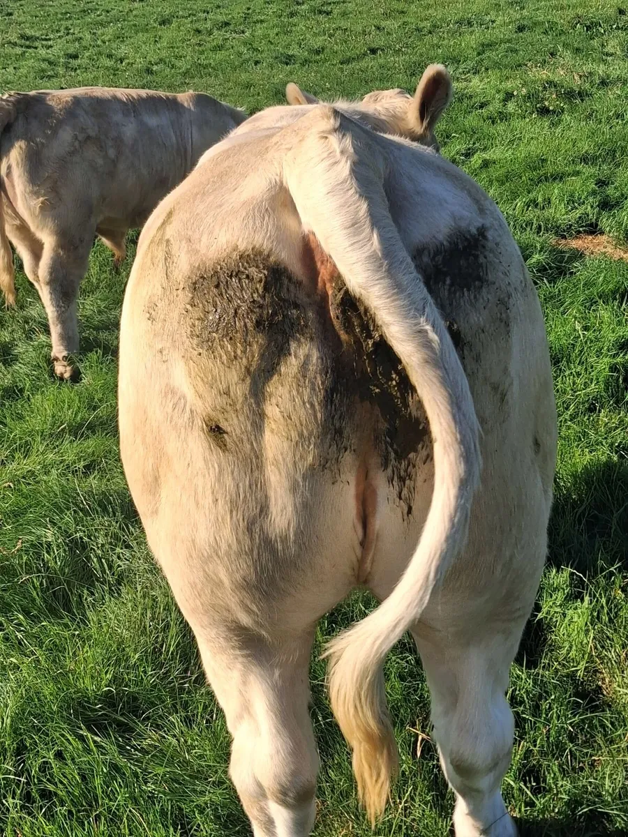 PBR PEDIGREE CHAROLAIS COW'S - Image 2