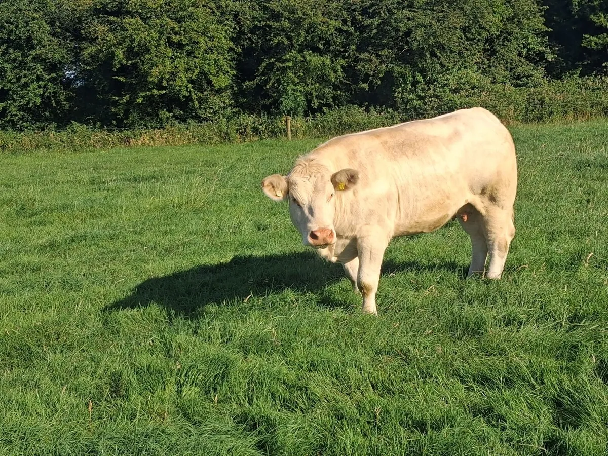 PBR PEDIGREE CHAROLAIS COW'S - Image 3