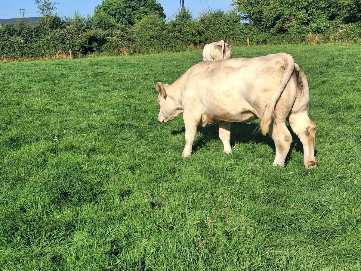 PBR PEDIGREE CHAROLAIS COW'S - Image 4