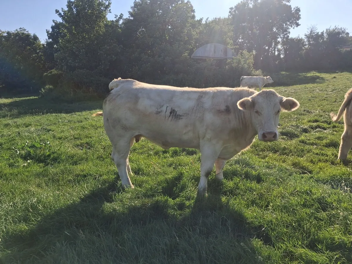 PBR PEDIGREE CHAROLAIS COW'S - Image 1