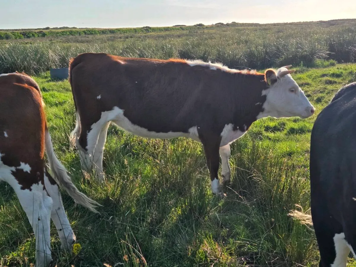 2 year old Heifers - Image 3
