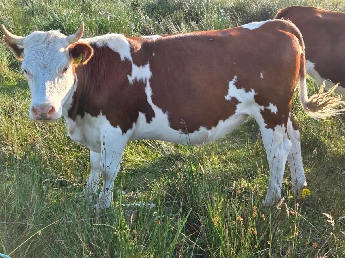 2 year old Heifers - Image 4