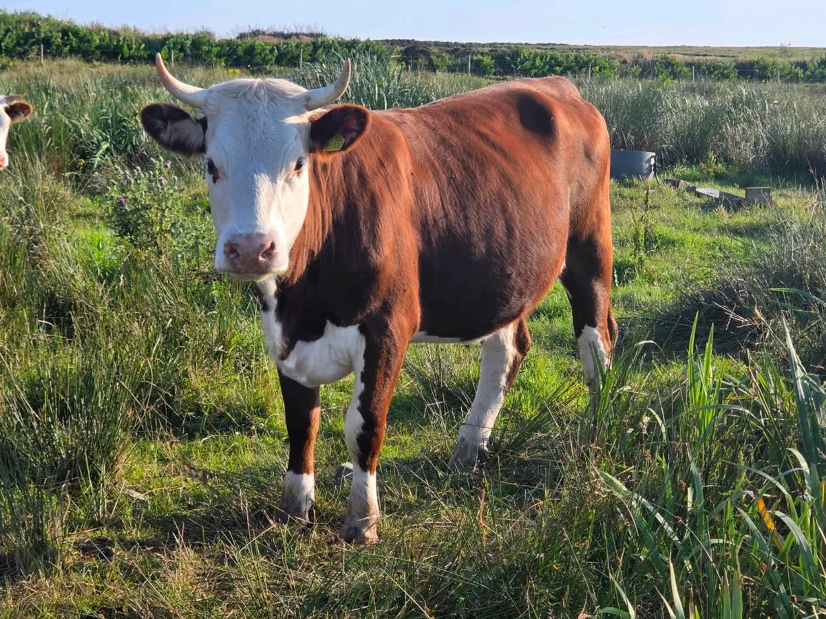 2 year old Heifers - Image 1