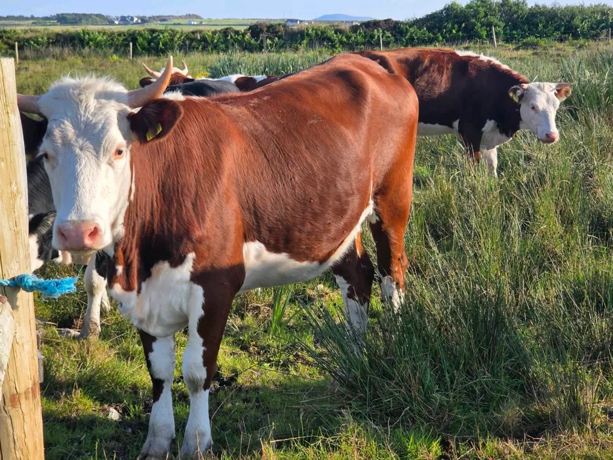 2 year old Heifers - Image 2