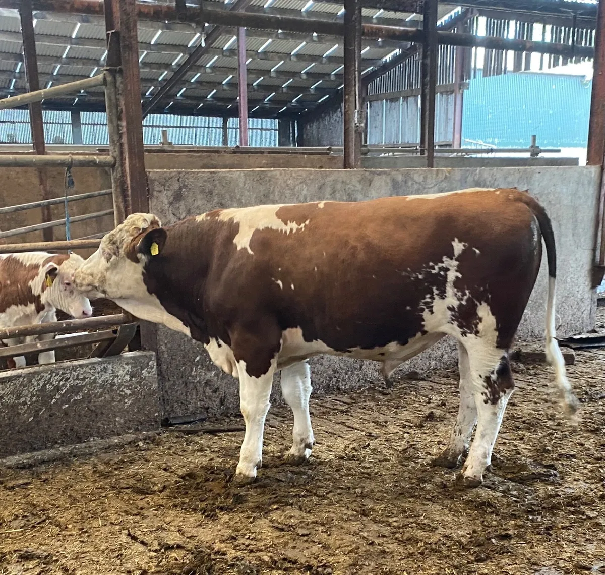 Fleckvieh Bull