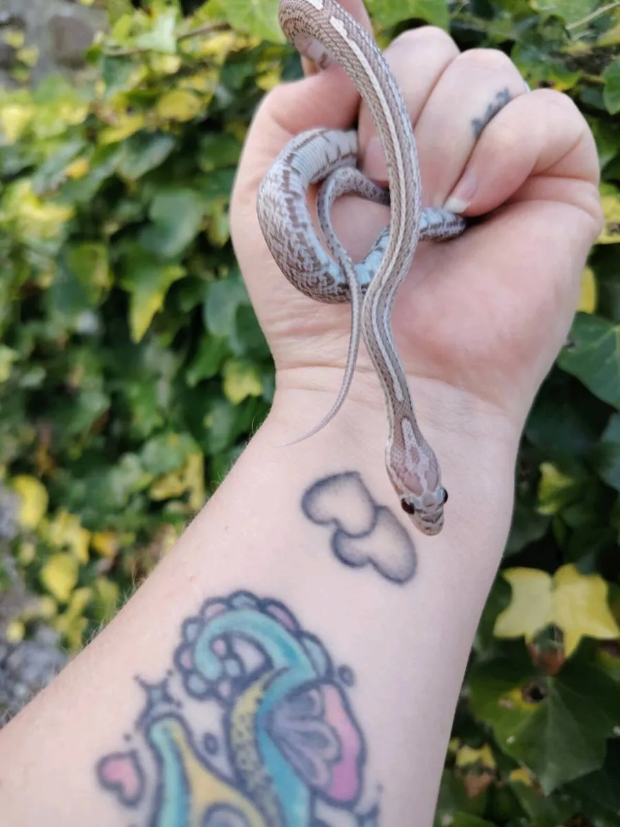 Baby Corns and Ball pythons - Image 3