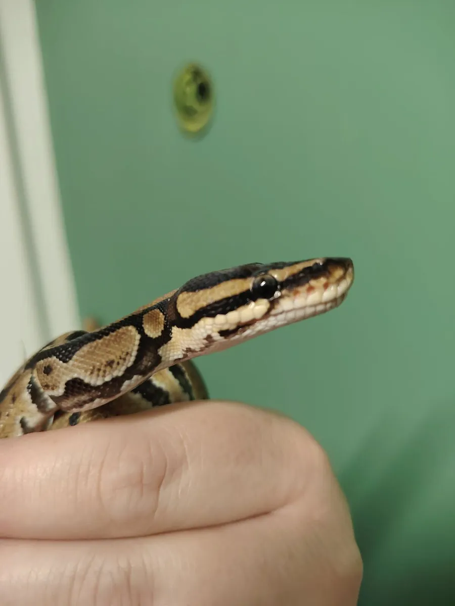 Baby Corns and Ball pythons - Image 4