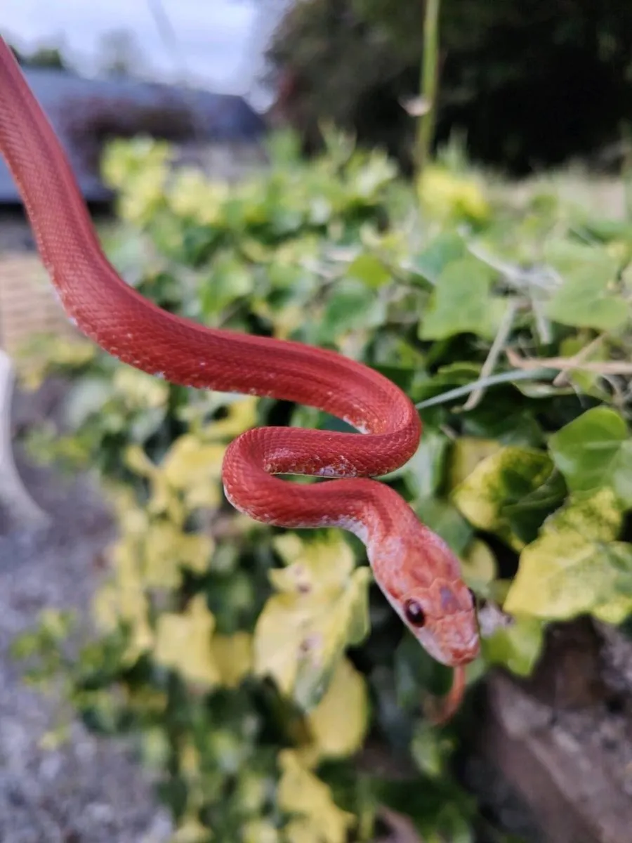 Baby Corns and Ball pythons - Image 1