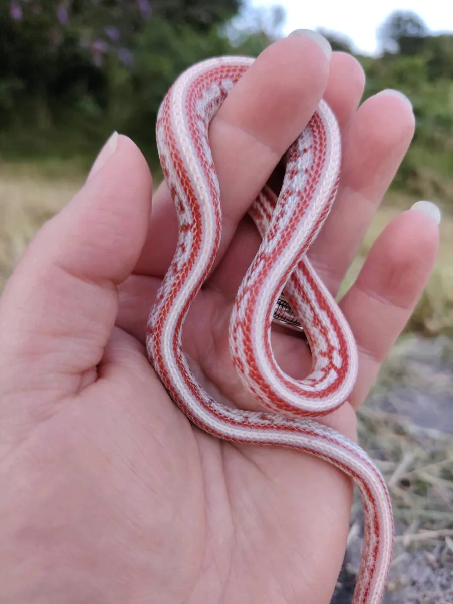 Baby Corns and Ball pythons - Image 2