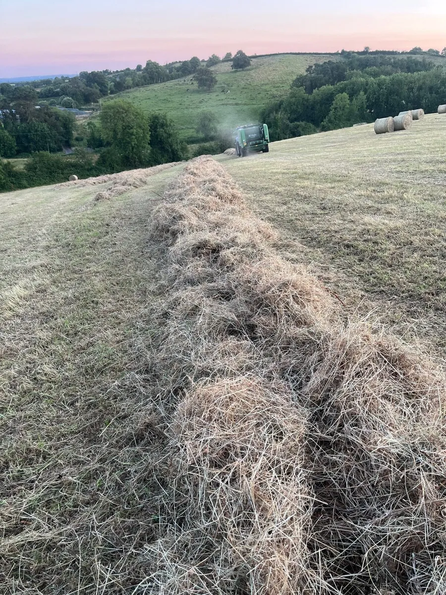 Hay for sale - Image 2