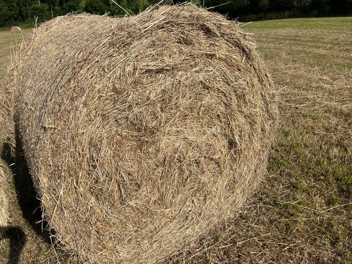 Hay for sale - Image 4