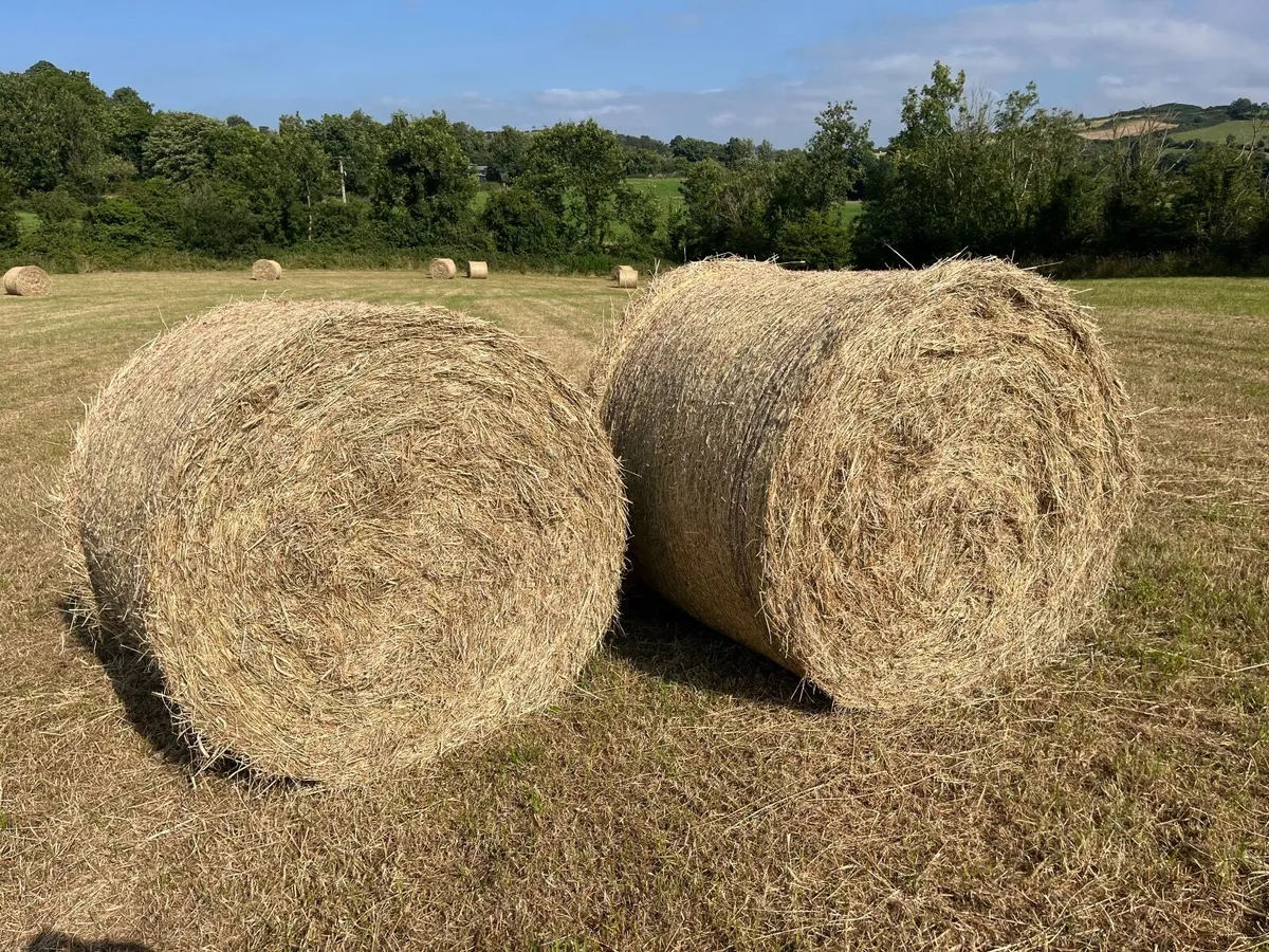 Hay for sale - Image 3