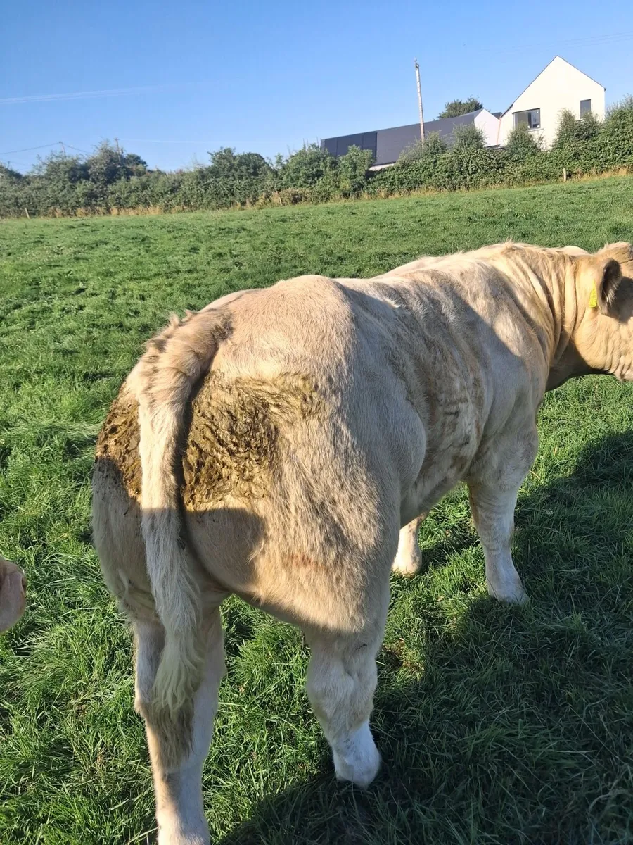 PBR PEDIGREE CHAROLAIS BULL"S - Image 2