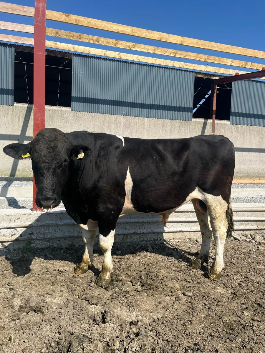 Friesian bull for listowel mart Thur 16th July - Image 2