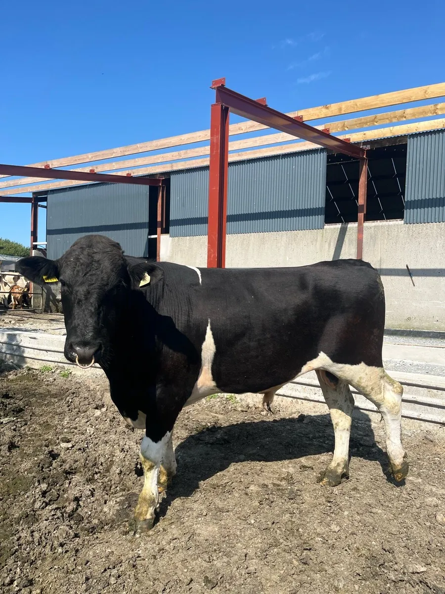 Friesian bull for listowel mart Thur 16th July - Image 1