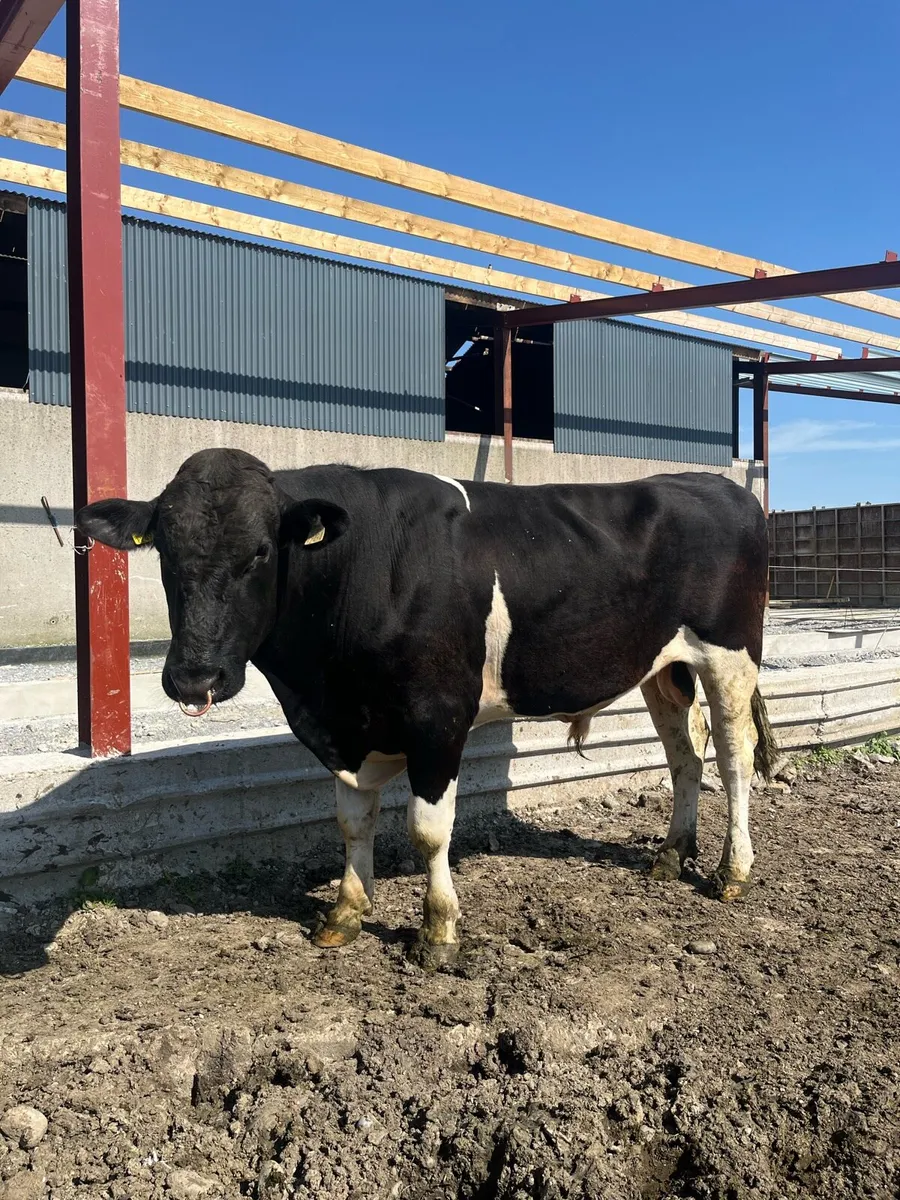 Friesian bull for listowel mart Thur 16th July - Image 3