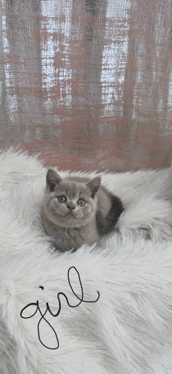 Short hair british Kittens - Image 4