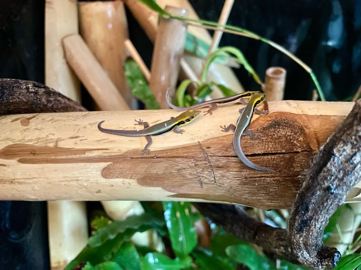 Neon day geckos - Image 2