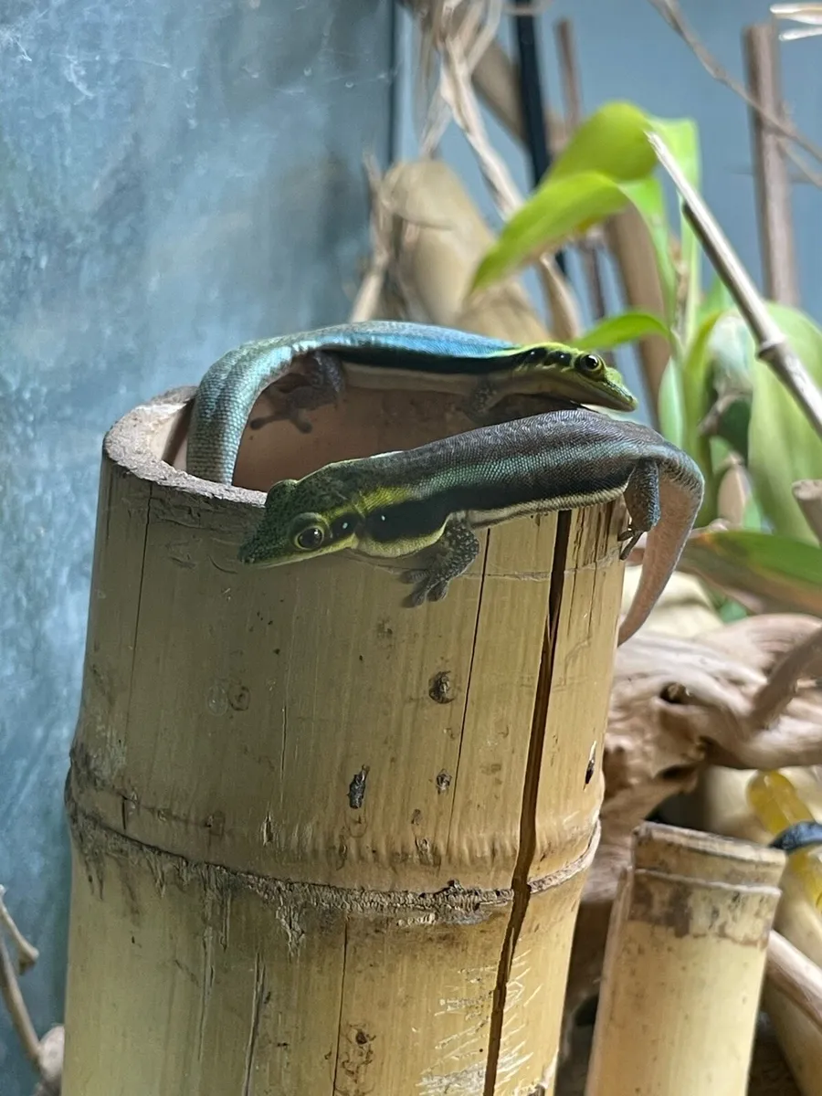Neon day geckos - Image 3
