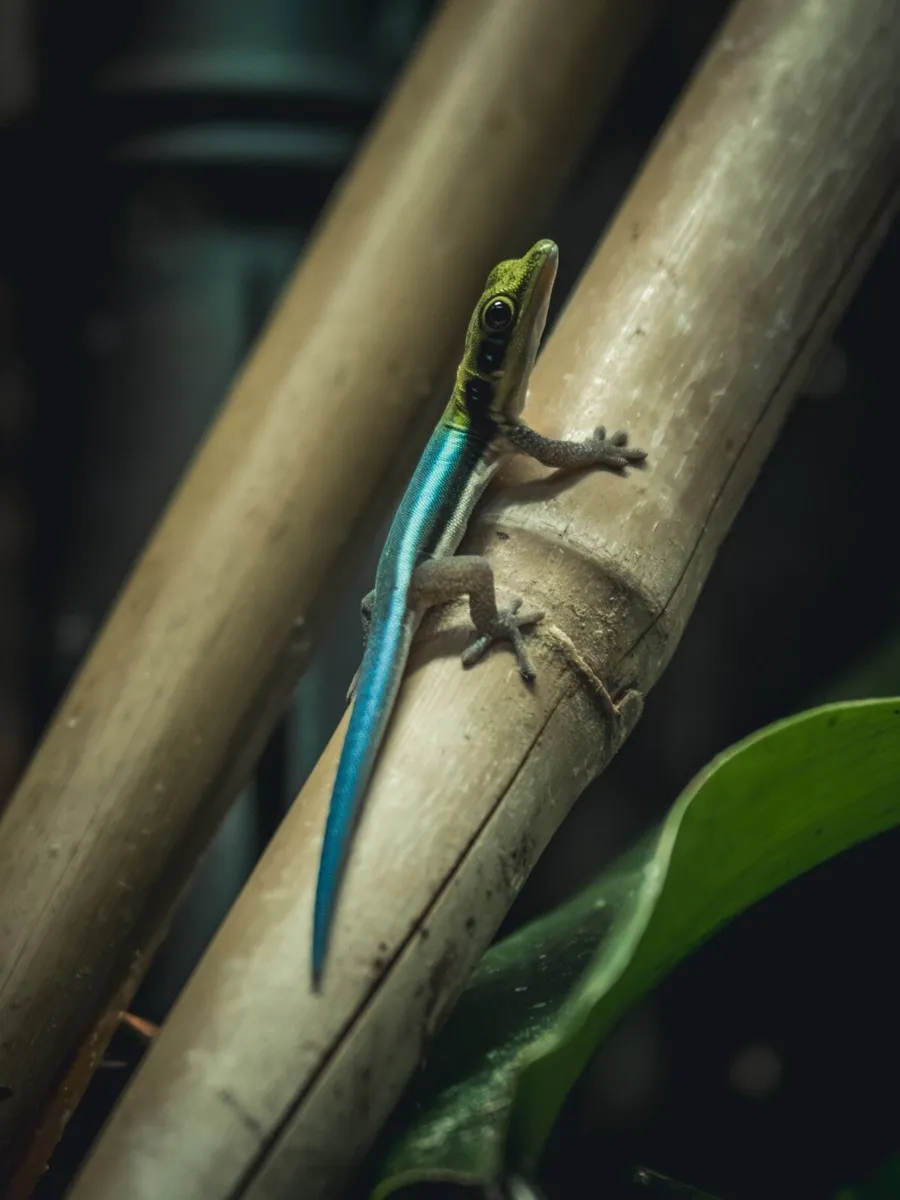Neon day geckos - Image 1