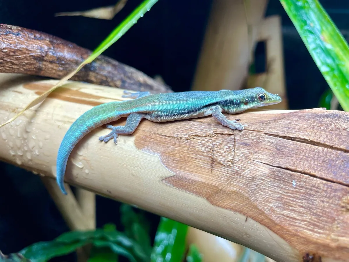 Neon day geckos - Image 4