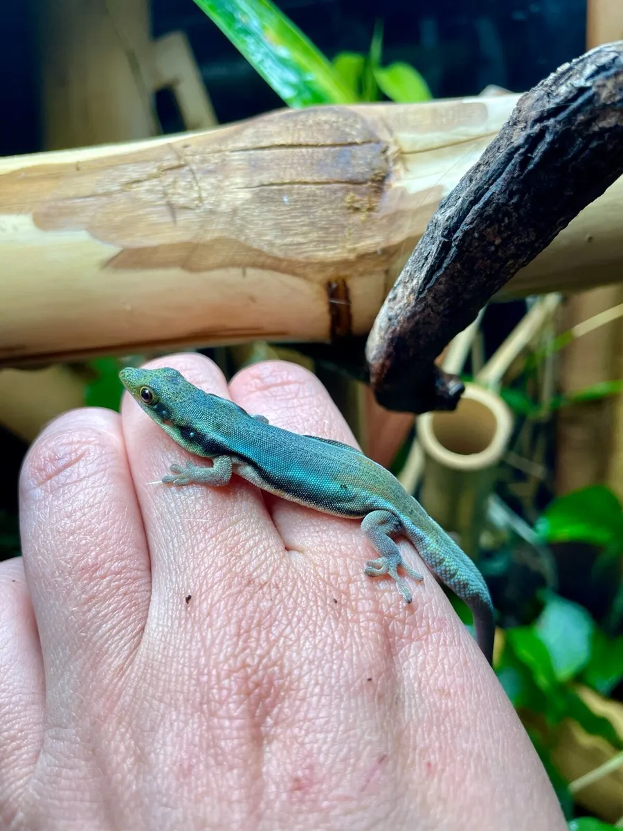 Neon day geckos - Image 1