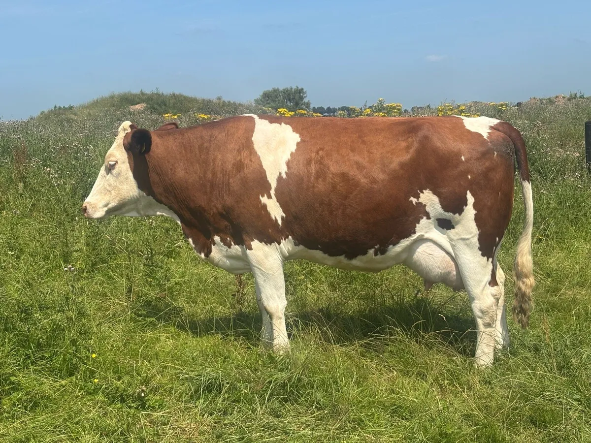 Dairy cow - Image 1