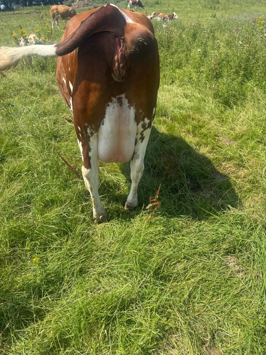 Dairy cow - Image 2