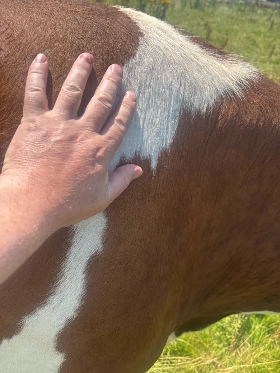 Dairy cow - Image 3