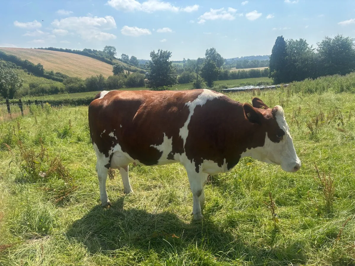 Dairy cow - Image 4