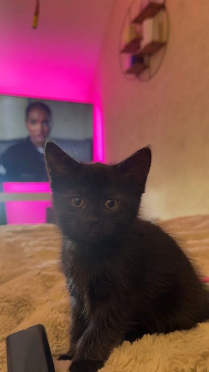 Kittens - Image 1