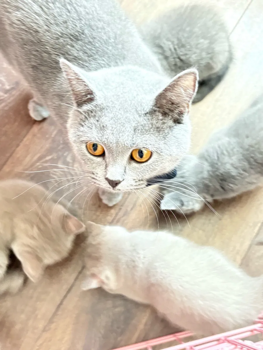 British Short Hair kittens- blue and lilac - Image 4