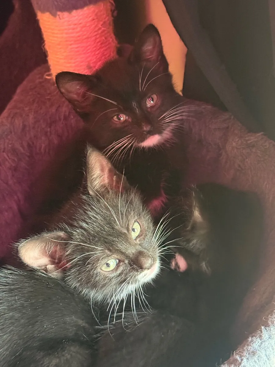 Kittens - Image 3