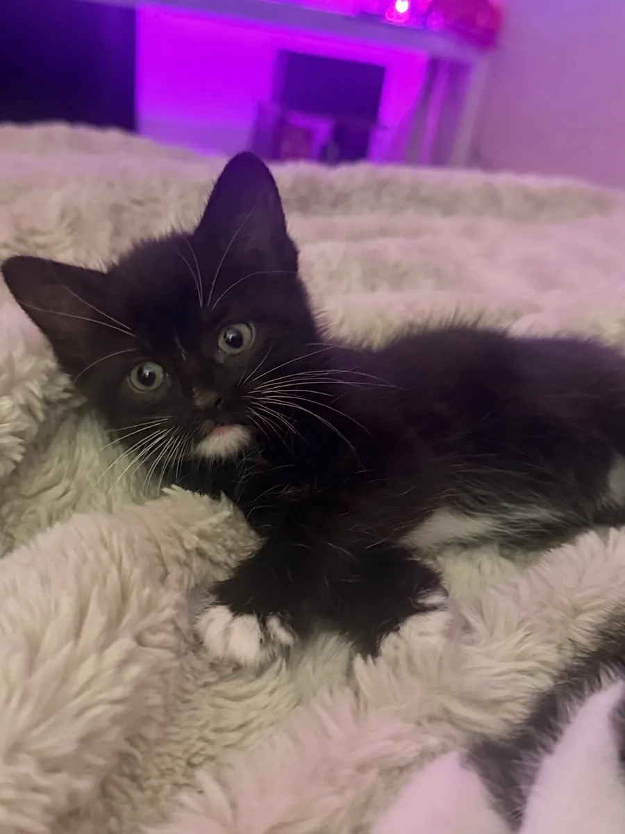 Kittens - Image 4