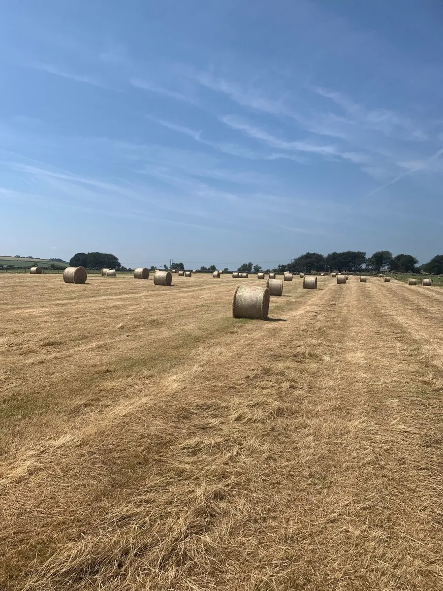 Round bales of hay - Image 1