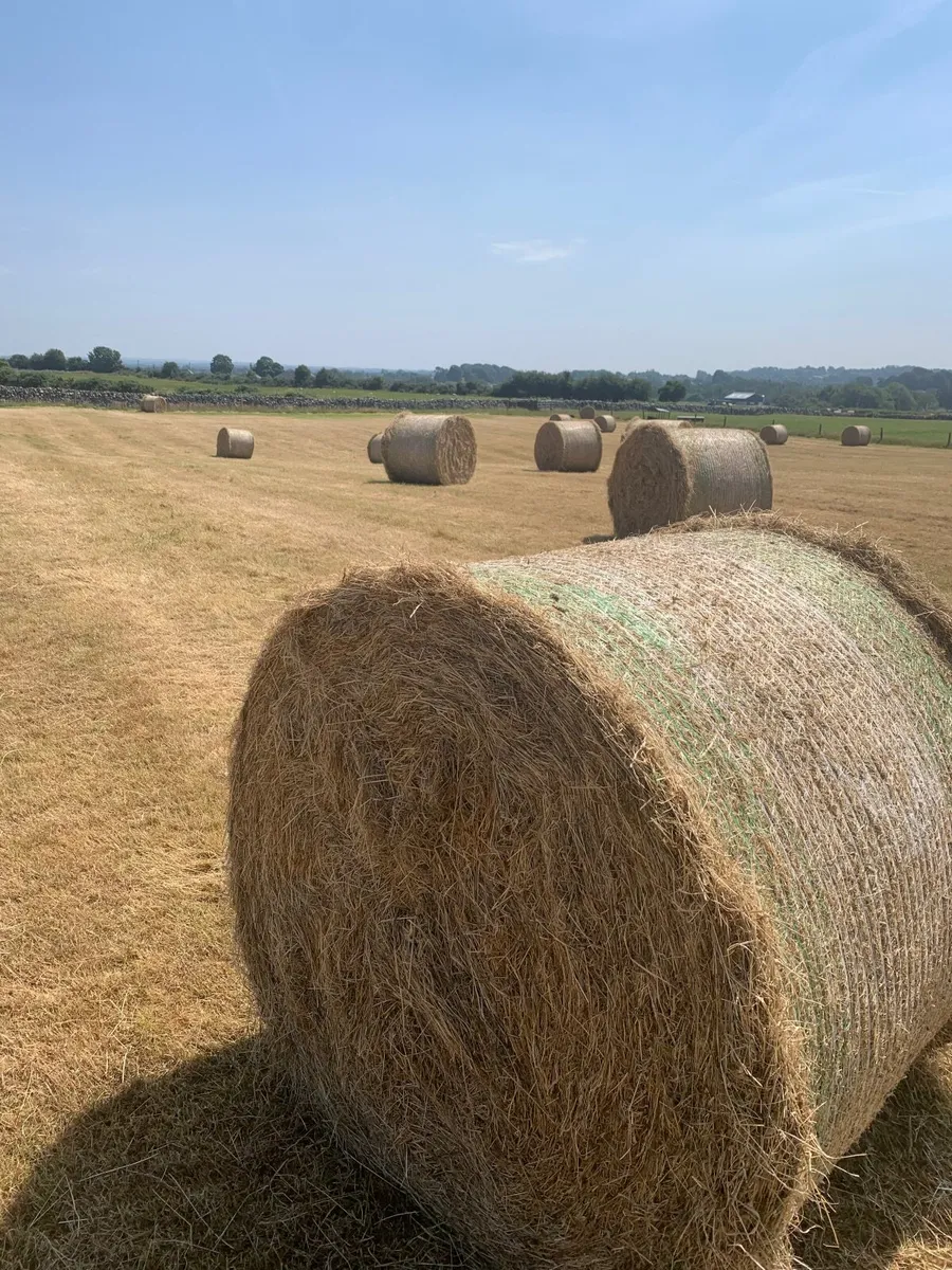 Round bales of hay - Image 2