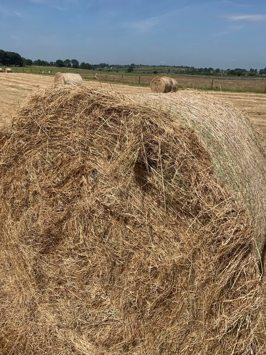 Round bales of hay - Image 3